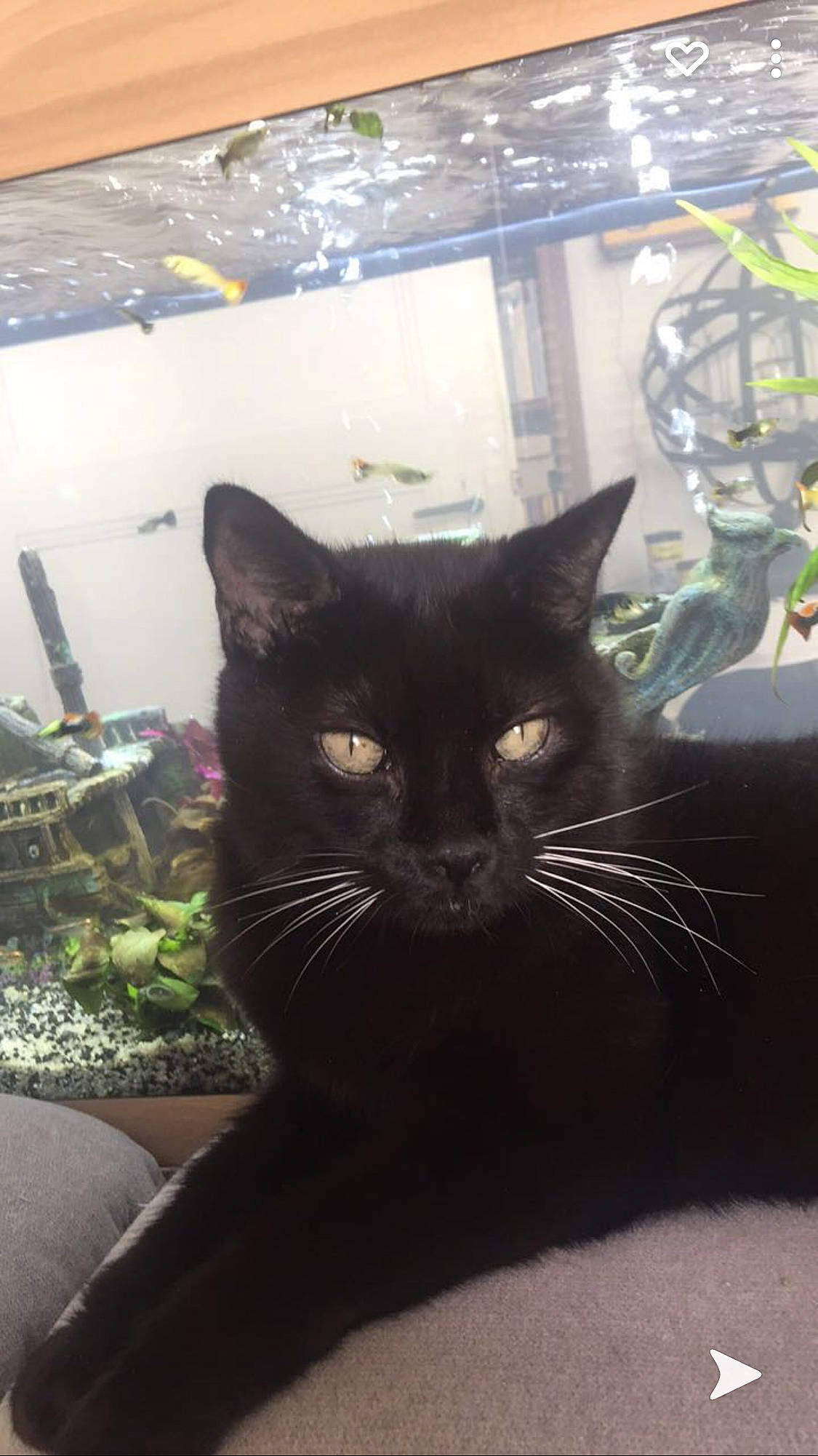 Lola participe au concours pour gagner de l'argent avec cette photo : black_cat, carnivore, cat, domestic_short_haired_cat, eye, felidae, flowerpot, fur, glass, grass, houseplant, plant, small_to_medium_sized_cats, snout, tail, terrestrial_animal, tints_and_shades, tree, whiskers, window