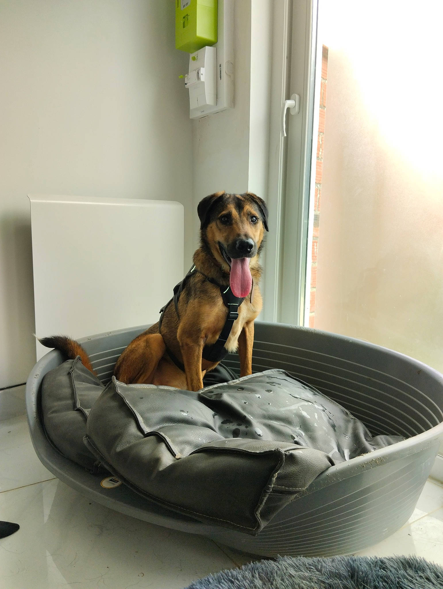 Hatchi participe au concours pour gagner de l'argent avec cette photo : carnivore, club_chair, collar, comfort, companion_dog, couch, dog, dog_bed, dog_breed, dog_collar, dog_supply, fawn, floor, flooring, hardwood, pet_supply, room, snout, tail, working_animal