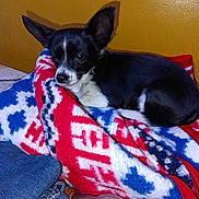 Lili joined the competition — help win amazing prizes! black_and_white, blanket, blue, bottle, cozy, denim, dog, ears, fabric, fur, indoor, patterned_blanket, pet, red, resting, small_dog, snout, wall, white, yellow_wall