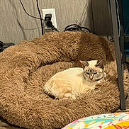 Romeo is registered to the contest to win money with this photo: cat, pet_bed, fluffy, indoor, relaxed, cream_colored, brown, floor, power_outlet, cords, furniture_leg, patterned_object, cozy, animal, resting, fur, mammal, domestic, companion_animal, quiet
