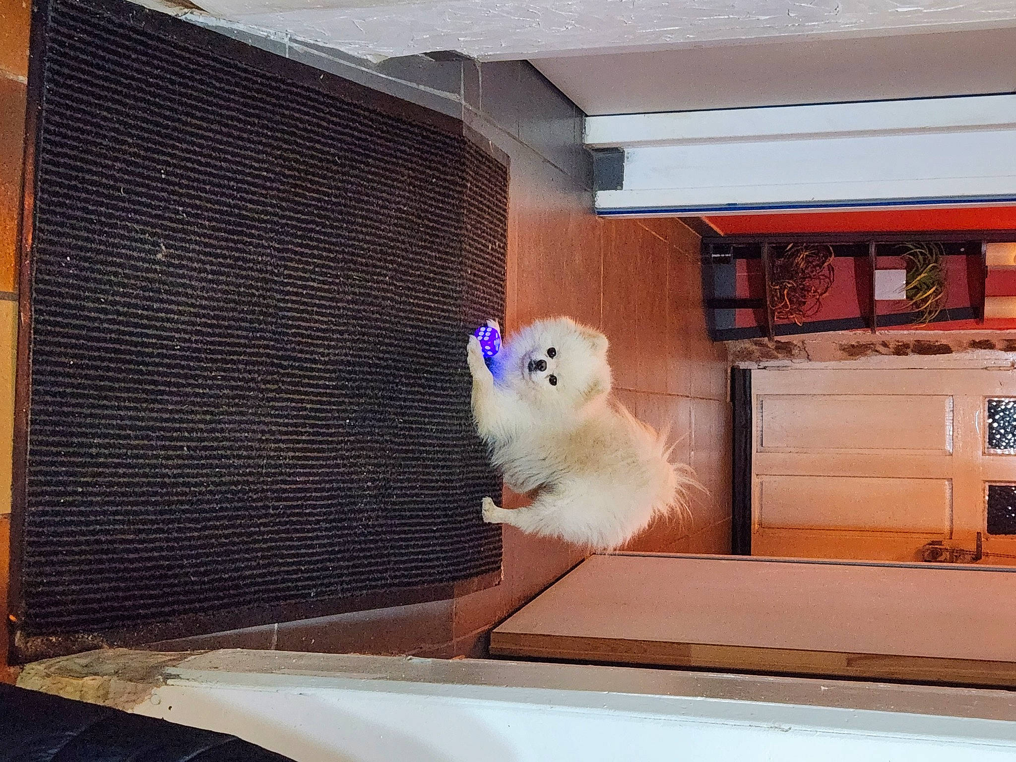 Mario a rejoint le concours — aidez-le/la à gagner de superbes lots ! automotive_exterior, cabinetry, carnivore, companion_dog, dog_breed, drawer, felidae, ferret, fur, hardwood, mesh, metal, pet_supply, room, small_to_medium_sized_cats, spitz, sporting_group, tail, whiskers, wood