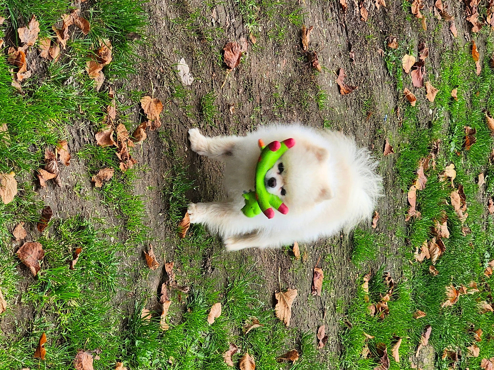 Mario participe au concours pour gagner de l'argent avec cette photo : carnivore, cat, companion_dog, dog_breed, felidae, fur, grass, groundcover, people_in_nature, plant, samoyed, small_to_medium_sized_cats, spitz, tail, whiskers