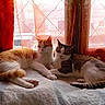 Crickette Et Vroum participe au concours pour gagner de l'argent avec cette photo : cat, cats, indoor, bed, window, curtains, orange, sunlight, resting, pets, feline, cozy, two_animals, animal_pair, relaxed, domestic, cute, companions, whiskers, tail