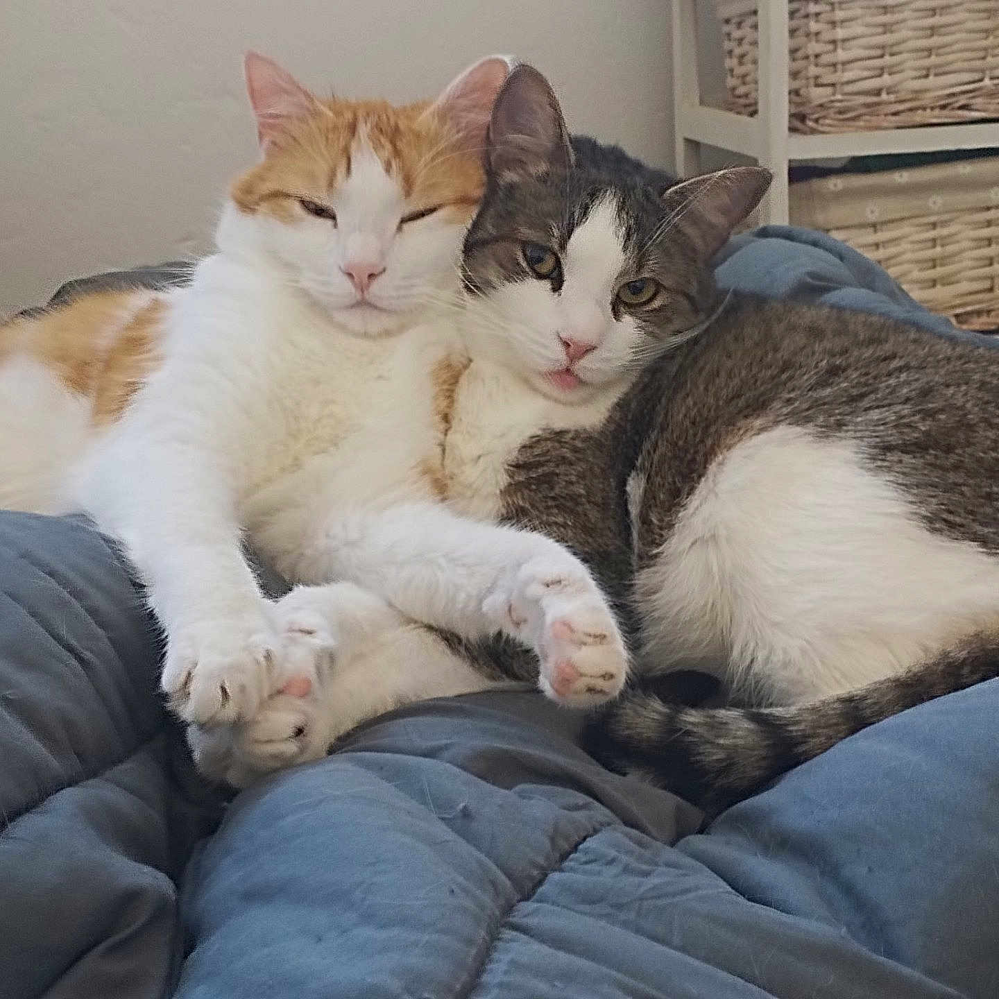 Crickette Et Vroum a rejoint le concours — aidez-le/la à gagner de superbes lots ! cat, cats, feline, pet, animal, sleepy, snuggling, cozy, blanket, indoor, resting, cute, fur, whiskers, paw, bedroom, relaxed, domestic, companion, friendship