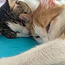 Crickette Et Vroum a rejoint le concours — aidez-le/la à gagner de superbes lots ! cat, tabby_cat, orange_cat, sleeping, snuggling, fur, whiskers, close_up, pets, indoor, blue_background, relaxed, animal, cute, companion, resting, cozy, soft_light, friendship, domestic