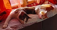 Crickette Et Vroum participe au concours pour gagner de l'argent avec cette photo : cat, cats, window, curtains, sunlight, indoor, resting, sleeping, pets, cozy, cushion, fabric, orange, white, brown, fur, relaxed, home, windowsill, daylight
