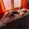 cat, cats, window, curtains, sunlight, indoor, resting, sleeping, pets, cozy, cushion, fabric, orange, white, brown, fur, relaxed, home, windowsill, daylight