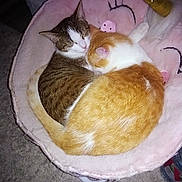 Crickette Et Vroum a rejoint le concours — aidez-le/la à gagner de superbes lots ! cat, cats, sleeping, cozy, pet_bed, unicorn_bed, fur, domestic, indoor, animal, cute, resting, pink, orange_cat, tabby_cat, curled_up, companion, sleep, carpet, pet