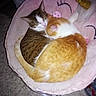cat, cats, sleeping, cozy, pet_bed, unicorn_bed, fur, domestic, indoor, animal, cute, resting, pink, orange_cat, tabby_cat, curled_up, companion, sleep, carpet, pet