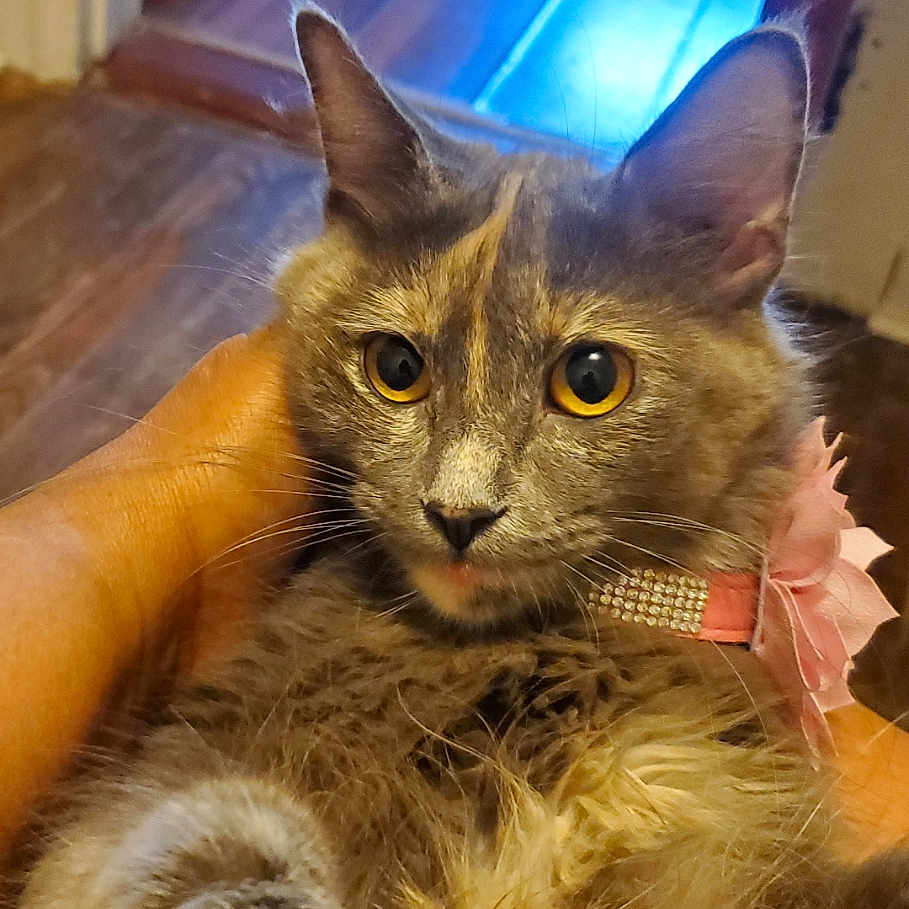 Jazzy joined the competition — help win amazing prizes! abyssinian, accessories, animal, cat, computerhardware, electronics, face, hardware, hardwood, head, indoors, kitten, manx, monitor, person, pet, plywood, screen, strap, wood