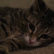 Gatito joined the competition — help win amazing prizes! cat, tabby_cat, pet, animal, close_up, fur, whiskers, eyes, face, lying_down, carpet, indoor, mammal, cute, domestic_animal, sleepy, relaxed, soft_light, texture, portrait