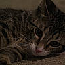 cat, tabby_cat, pet, animal, close_up, fur, whiskers, eyes, face, lying_down, carpet, indoor, mammal, cute, domestic_animal, sleepy, relaxed, soft_light, texture, portrait