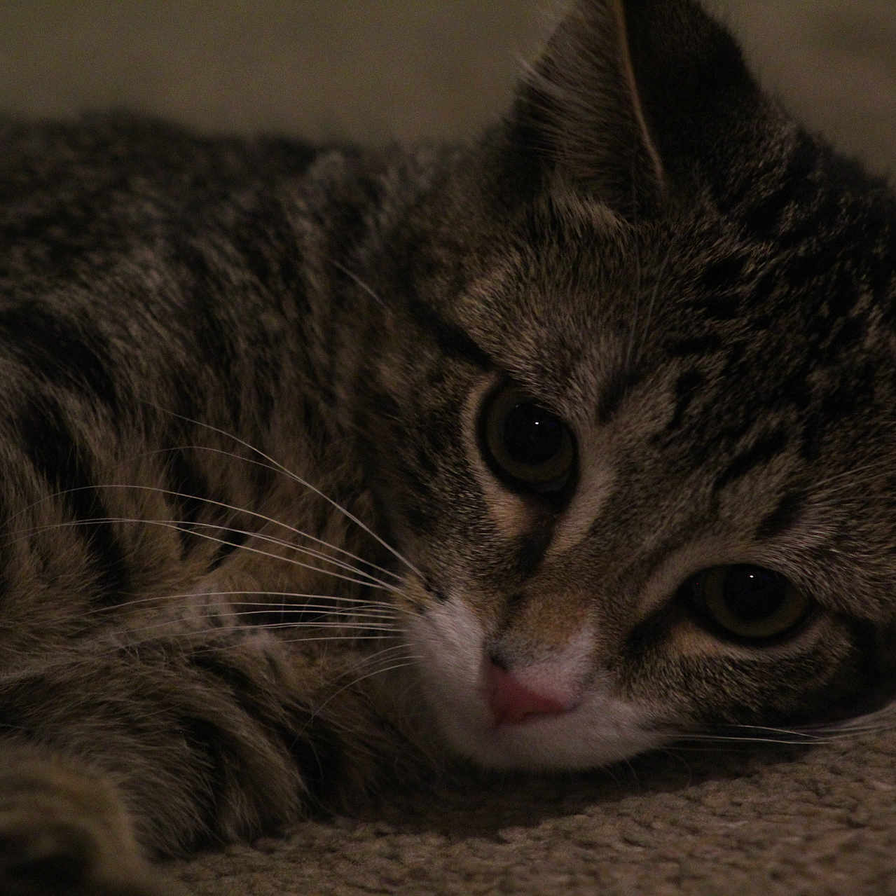 Gatito joined the competition — help win amazing prizes! cat, tabby_cat, pet, animal, close_up, fur, whiskers, eyes, face, lying_down, carpet, indoor, mammal, cute, domestic_animal, sleepy, relaxed, soft_light, texture, portrait
