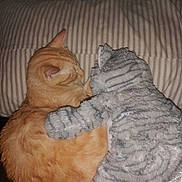 Bruno joined the competition — help win amazing prizes! cat, stuffed_toy, plush_toy, orange_tabby, tabby_cat, pet, sleeping, cuddling, pillow, stripes, fur, cozy, indoor, bed, close_up, napping, whiskers, ear, grey_toy, resting