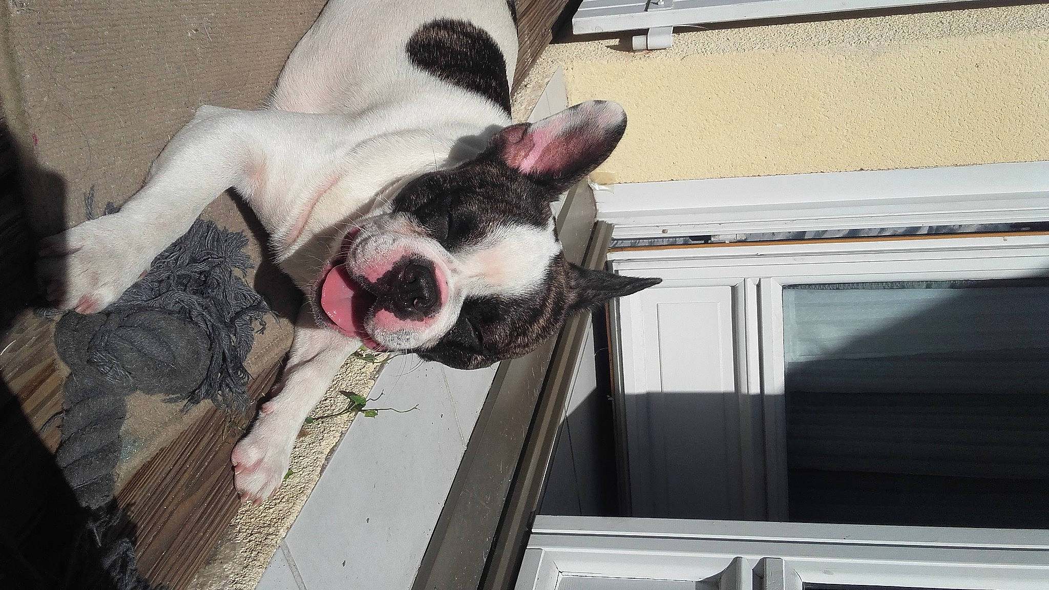 Look a rejoint le concours — aidez-le/la à gagner de superbes lots ! animal_shelter, canidae, carnivore, comfort, companion_dog, dog, dog_breed, ear, fawn, fur, jaw, non_sporting_group, paw, snout, sporting_group, terrestrial_animal, whiskers, window, working_animal