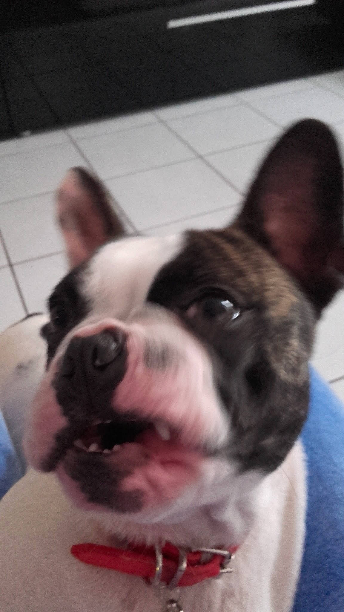 Look participe au concours pour gagner de l'argent avec cette photo : boston_terrier, canidae, carnivore, collar, companion_dog, dog, dog_breed, dog_collar, ear, eye, fawn, head, jaw, mammal, photograph, snapshot, snout, sporting_group, whiskers, working_animal