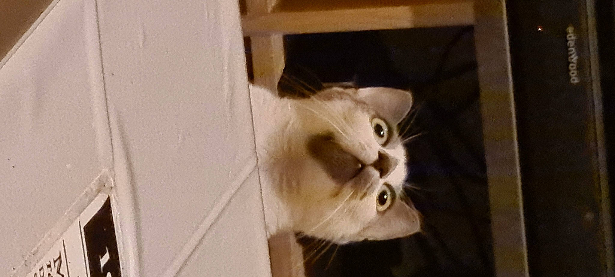 Saphir participe au concours pour gagner de l'argent avec cette photo : carnivore, cat, domestic_short_haired_cat, fawn, felidae, fur, paw, room, small_to_medium_sized_cats, whiskers, wood