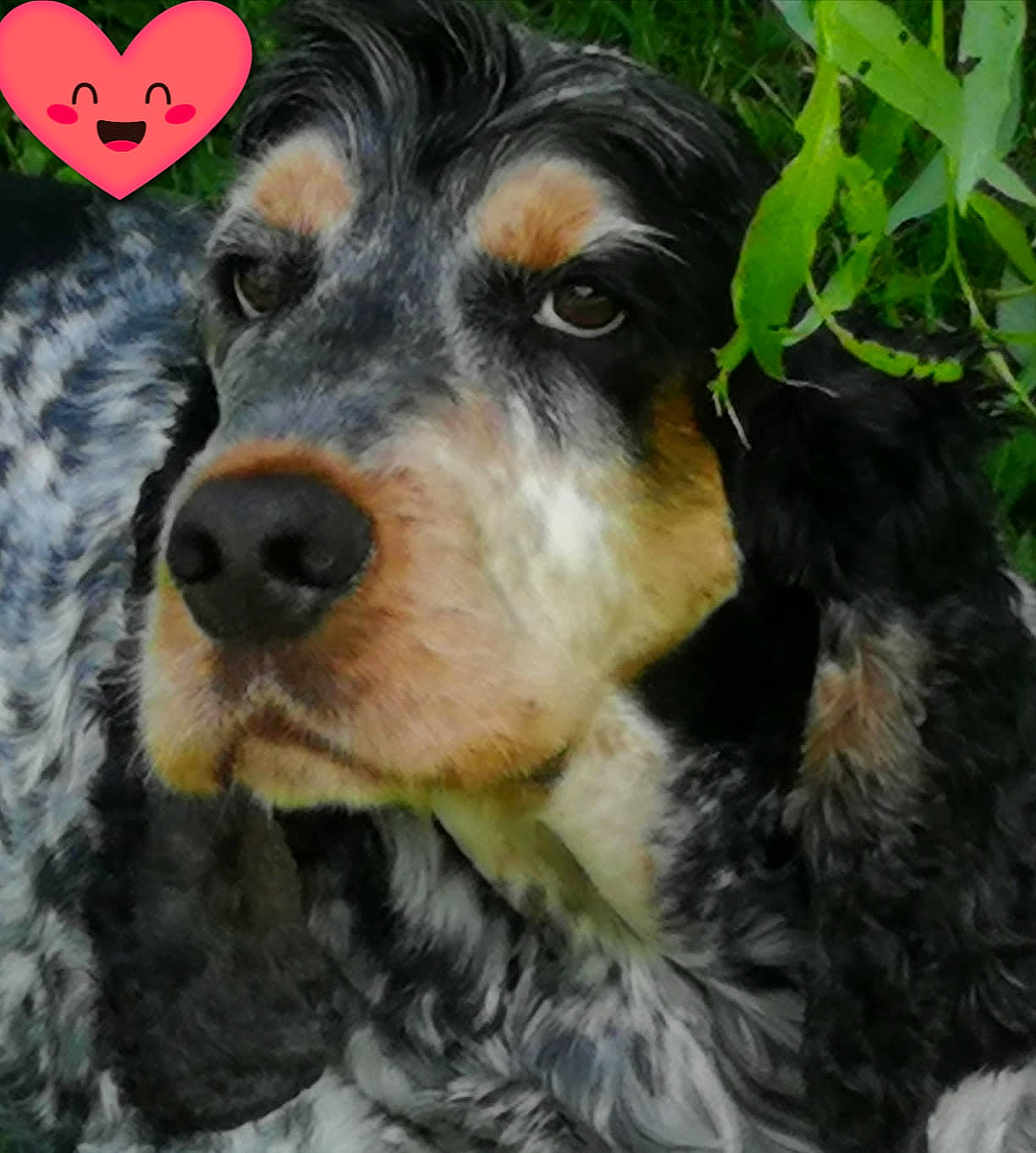 Loocki participe au concours pour gagner de l'argent avec cette photo : canidae, carnivore, companion_dog, dog, dog_breed, fur, grass, hat, plant, snout, sporting_group, terrestrial_animal, whiskers, working_animal, working_dog