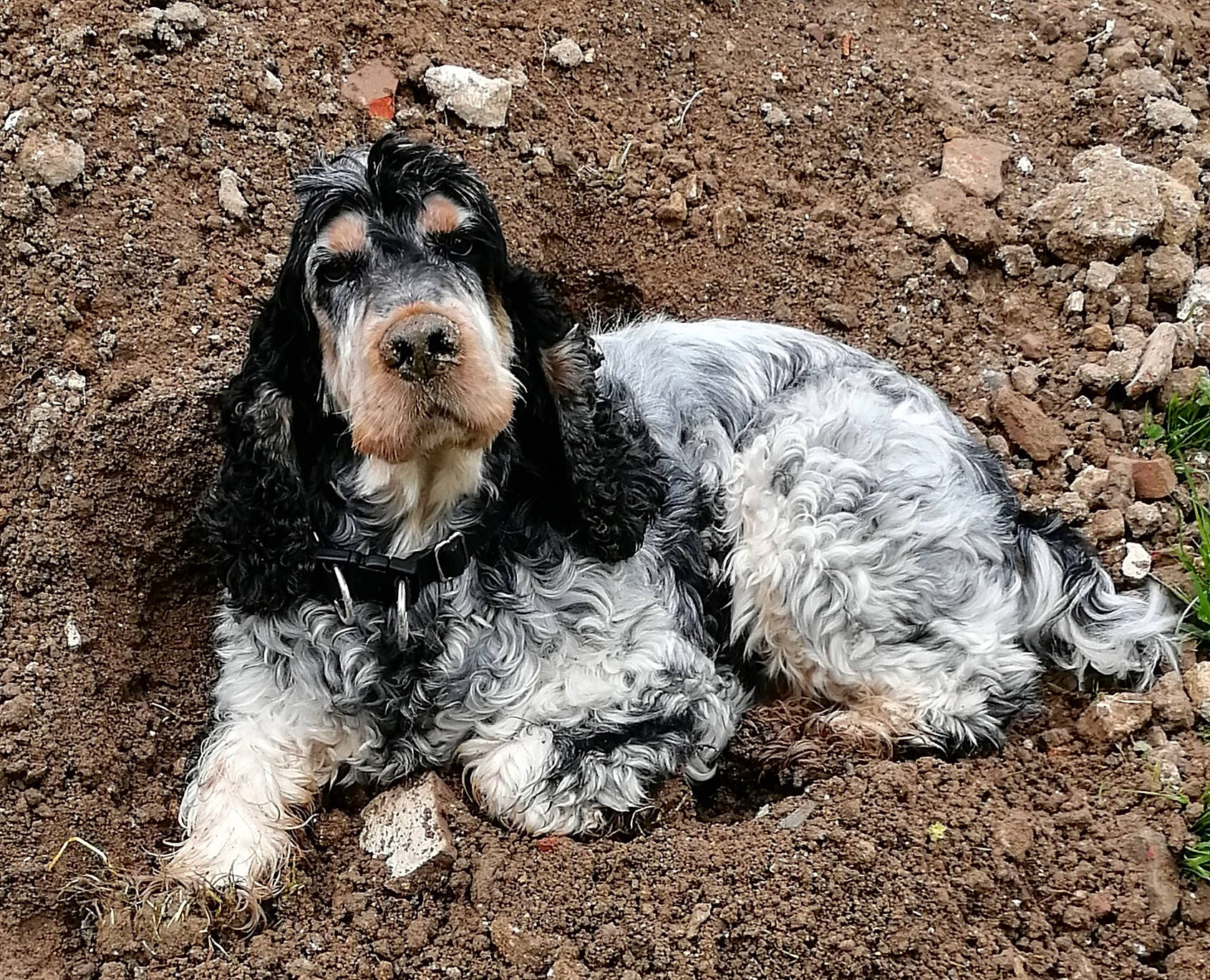 Loocki a rejoint le concours — aidez-le/la à gagner de superbes lots ! canidae, carnivore, companion_dog, corn_on_the_cob, dog, dog_breed, fur, gun_dog, hunting_dog, non_sporting_group, snout, soil, spaniel, sporting_group, terrier, toy_dog, water_dog, working_dog