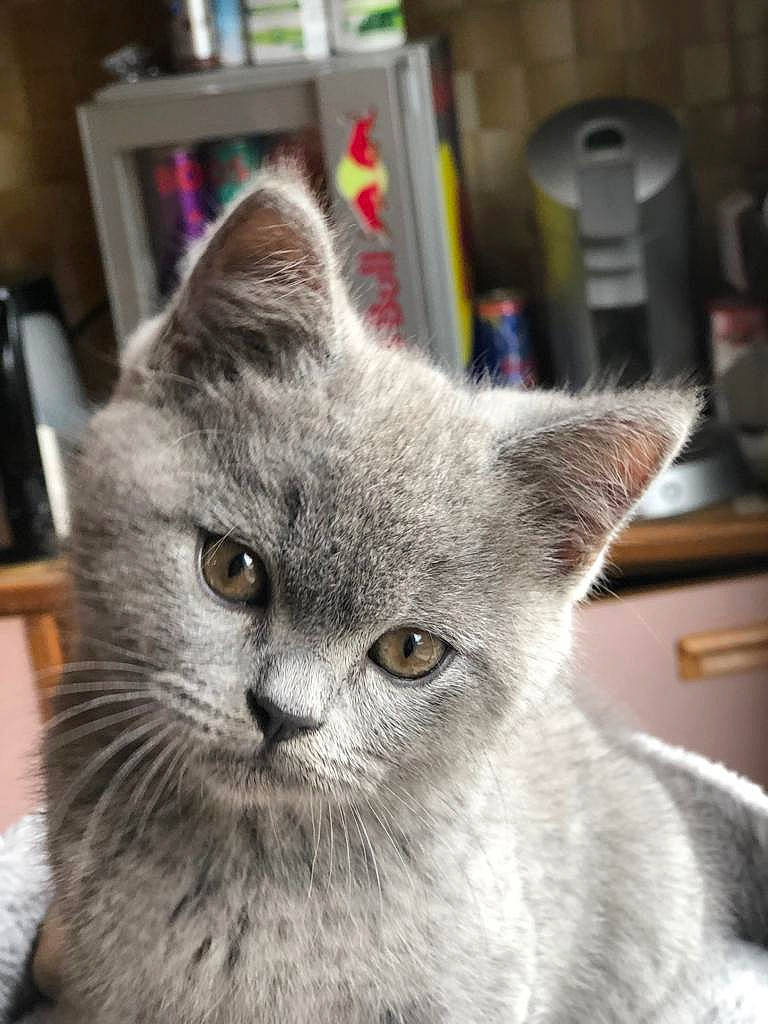 Pagaille participe au concours pour gagner de l'argent avec cette photo : asian, british_longhair, british_semi_longhair, british_shorthair, burmilla, carnivore, cat, chartreux, domestic_short_haired_cat, european_shorthair, felidae, kitten, korat, mammal, nebelung, russian_blue, small_to_medium_sized_cats, snout, vertebrate, whiskers