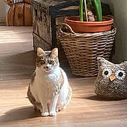 Inata a rejoint le concours — aidez-le/la à gagner de superbes lots ! animal, brown, cat, cozy, curious, domestic_animal, feline, floor, furniture, home_decor, indoor, natural_light, owl_cushion, pet, plant_pot, quiet, sitting, white, wicker_basket, wooden_floor