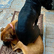 Katie And Nova joined the competition — help win amazing prizes! animal, black_dog, brown_dog, canine, close_up, collar, companion, concrete, curled_up, dog, dogs, floor, funny_pose, mat, outdoor, pet, resting, sitting, texture, two_animals