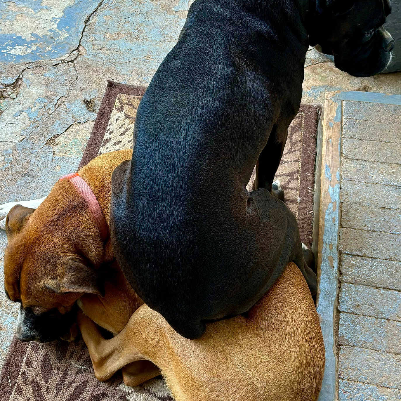 Katie And Nova joined the competition — help win amazing prizes! animal, black_dog, brown_dog, canine, close_up, collar, companion, concrete, curled_up, dog, dogs, floor, funny_pose, mat, outdoor, pet, resting, sitting, texture, two_animals