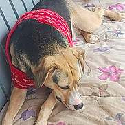 Jaxson Christopher is registered to the contest to win money with this photo: animal, beige, black, brown, companion, curious, cushion, dog, ears, floral_pattern, indoor, lying_down, nose, paw, pet, quiet, red_sweater, resting, short_fur, snout