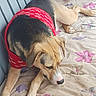 animal, beige, black, brown, companion, curious, cushion, dog, ears, floral_pattern, indoor, lying_down, nose, paw, pet, quiet, red_sweater, resting, short_fur, snout