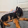 puppy, german_shepherd, dog, pet, lying_down, blanket, stuffed_toy, indoor, floor, cozy, cute, fur, animal, young_dog, relaxed, ears, paw, tail, black_and_tan, home