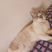 Gizmo a rejoint le concours — aidez-le/la à gagner de superbes lots ! cat, relaxed, lying_down, indoor, blanket, patterned, fur, whiskers, ears, tail, blue_eyes, resting, cute, pet, feline, domestic_animal, wall, texture, cozy, comfort