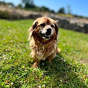 Elia participe au concours pour gagner de l'argent avec cette photo : dog, brown_dog, grass, outdoor, sunny, daytime, animal, pet, happy, nature, small_dog, fur, canine, smiling, greenery, blurred_background, blue_sky, stone_wall, sitting, closeup