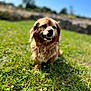 dog, brown_dog, grass, outdoor, sunny, daytime, animal, pet, happy, nature, small_dog, fur, canine, smiling, greenery, blurred_background, blue_sky, stone_wall, sitting, closeup