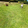 Elia participe au concours pour gagner de l'argent avec cette photo : dog, toddler, grass, outdoor, sunny, hill, trees, bushes, blue_sky, child, running, pet, nature, playful, daylight, leash, casual_clothing, greenery, summer, fun