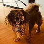 Elia participe au concours pour gagner de l'argent avec cette photo : dog, brown_dog, indoor, wooden_floor, pet, happy, smiling, fur, tail, canine, animal, companion, cute, friendly, domestic_animal, standing, looking, ears, collar, tongue