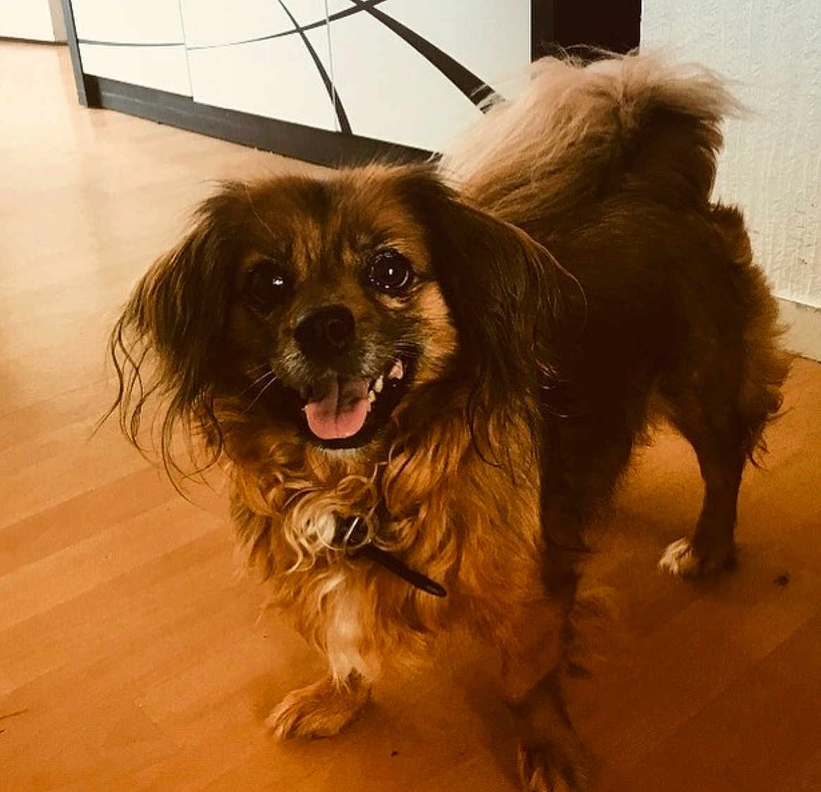 Elia participe au concours pour gagner de l'argent avec cette photo : dog, brown_dog, indoor, wooden_floor, pet, happy, smiling, fur, tail, canine, animal, companion, cute, friendly, domestic_animal, standing, looking, ears, collar, tongue