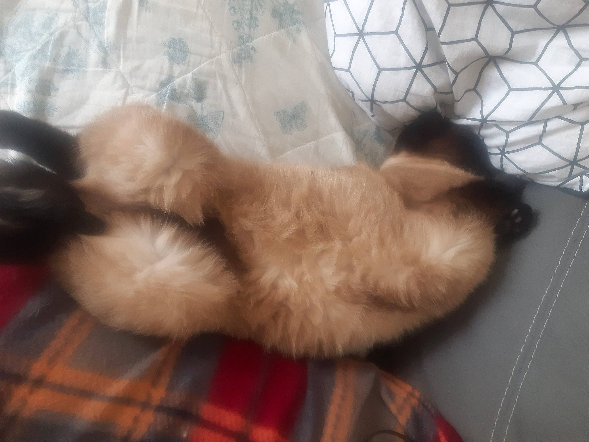 Réglisse participe au concours pour gagner de l'argent avec cette photo : carnivore, cat, claw, comfort, companion_dog, dog_breed, fawn, felidae, fur, liver, mesh, nap, pattern, paw, plaid, small_to_medium_sized_cats, sporting_group, tail, tartan, whiskers