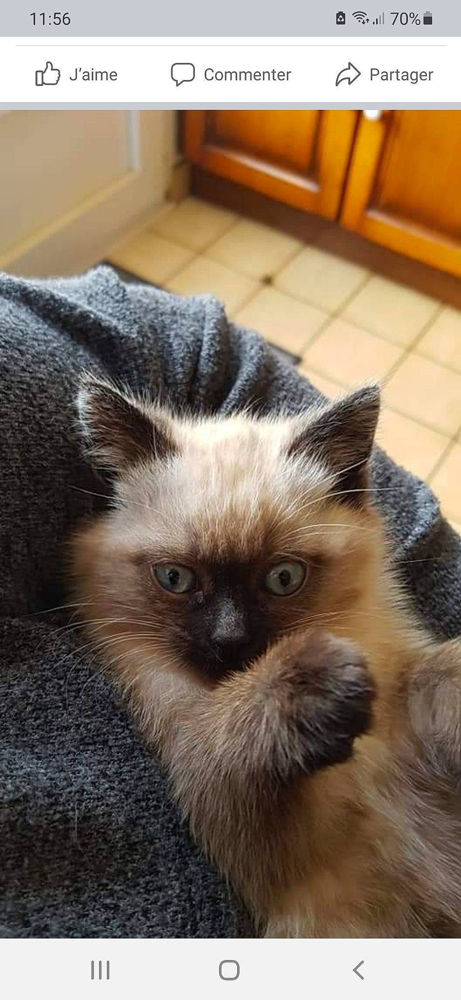 Réglisse a rejoint le concours — aidez-le/la à gagner de superbes lots ! birman, carnivore, cat, fawn, felidae, flooring, fur, hardwood, head, siamese, small_to_medium_sized_cats, snout, terrestrial_animal, tile_flooring, whiskers, wildlife, wood