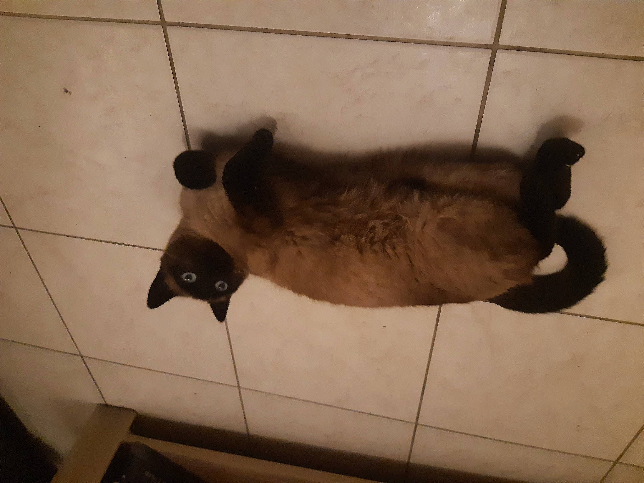 Réglisse participe au concours pour gagner de l'argent avec cette photo : big_cats, black_cat, carnivore, cat, domestic_short_haired_cat, fawn, felidae, floor, flooring, fur, metal, room, shadow, small_to_medium_sized_cats, snout, tail, terrestrial_animal, tile, whiskers, wood