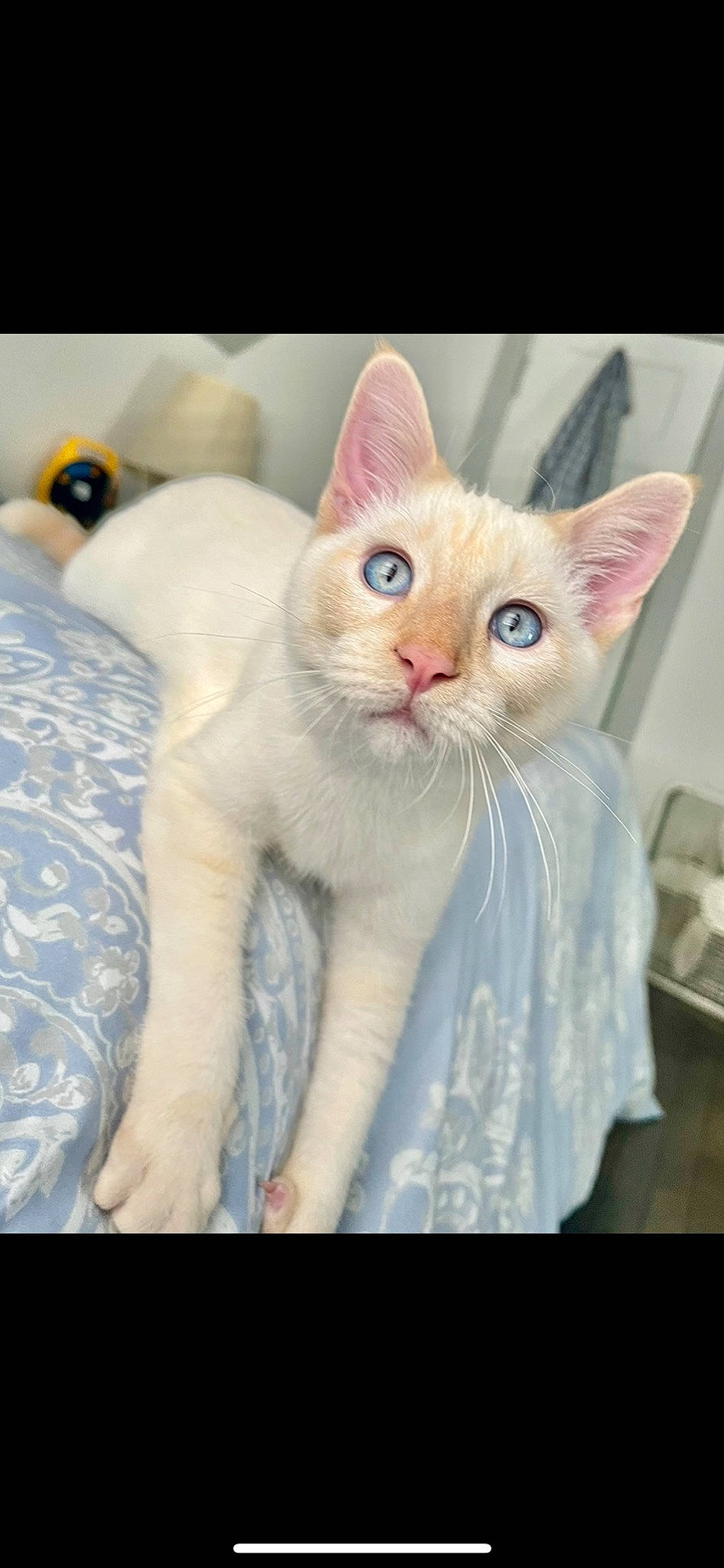 Albert joined the competition — help win amazing prizes! carnivore, cat, claw, comfort, domestic_short_haired_cat, fawn, felidae, fur, internet_meme, paw, photo_caption, small_to_medium_sized_cats, snout, tail, terrestrial_animal, whiskers