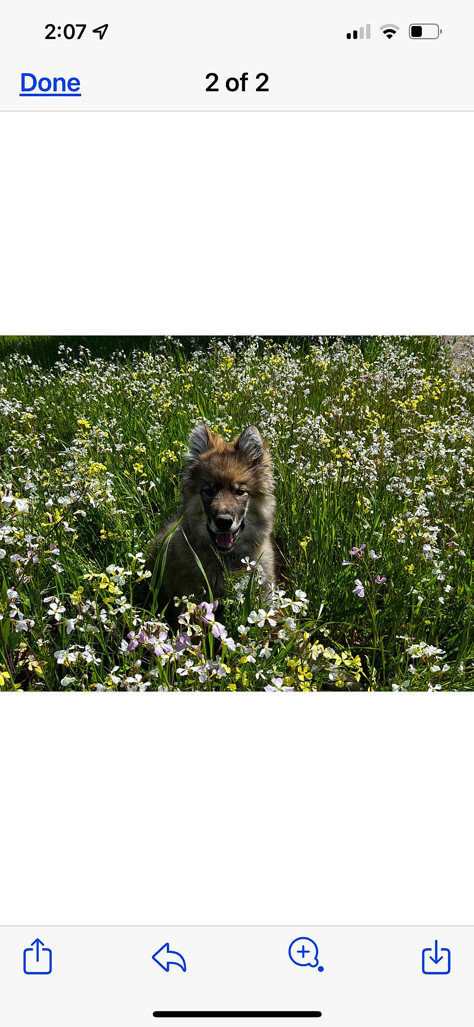 Dakota joined the competition — help win amazing prizes! big_cats, canidae, carnivore, companion_dog, dog_breed, fawn, felidae, flower, fur, grass, groundcover, lion, plant, rectangle, shrub, small_to_medium_sized_cats, sporting_group, terrestrial_animal, whiskers, wildlife