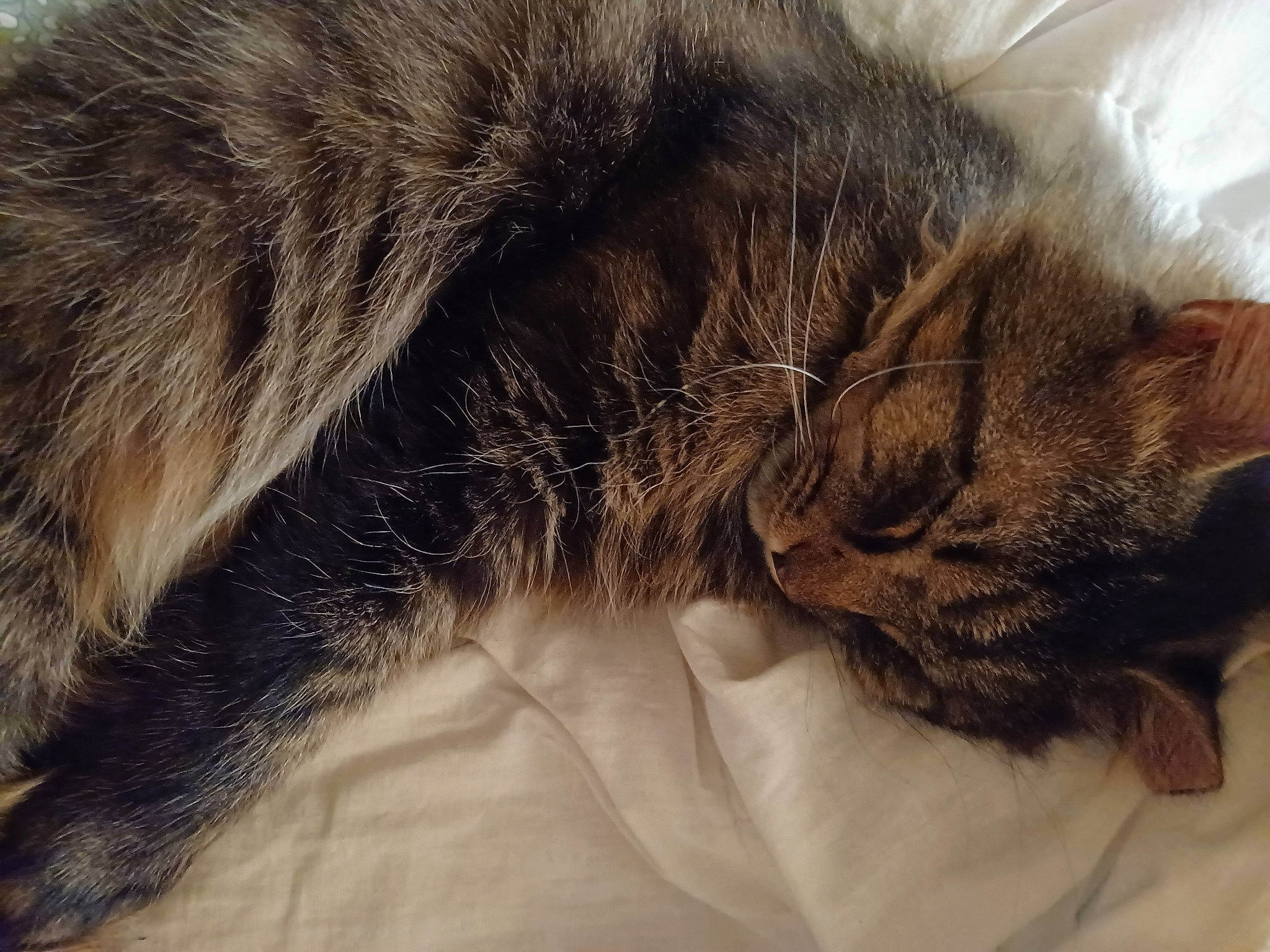 Thomas is registered to the contest to win money with this photo: carnivore, cat, claw, comfort, domestic_short_haired_cat, ear, felidae, fur, liver, nap, paw, sleep, small_to_medium_sized_cats, tail, terrestrial_animal, whiskers