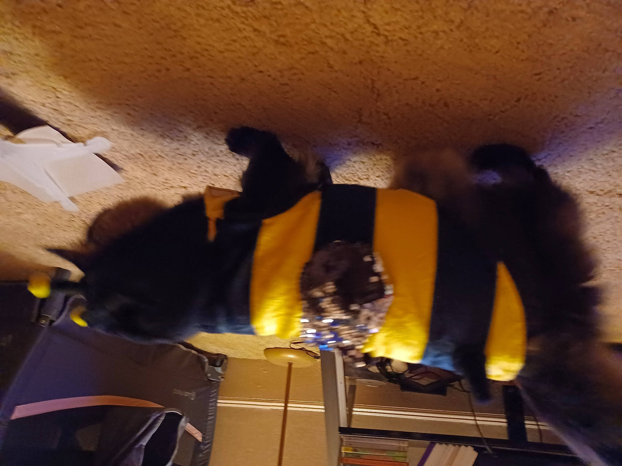 Thomas joined the competition — help win amazing prizes! ceiling, chair, comfort, fun, fur, hat, landscape, room, shadow, textile, tints_and_shades, tree