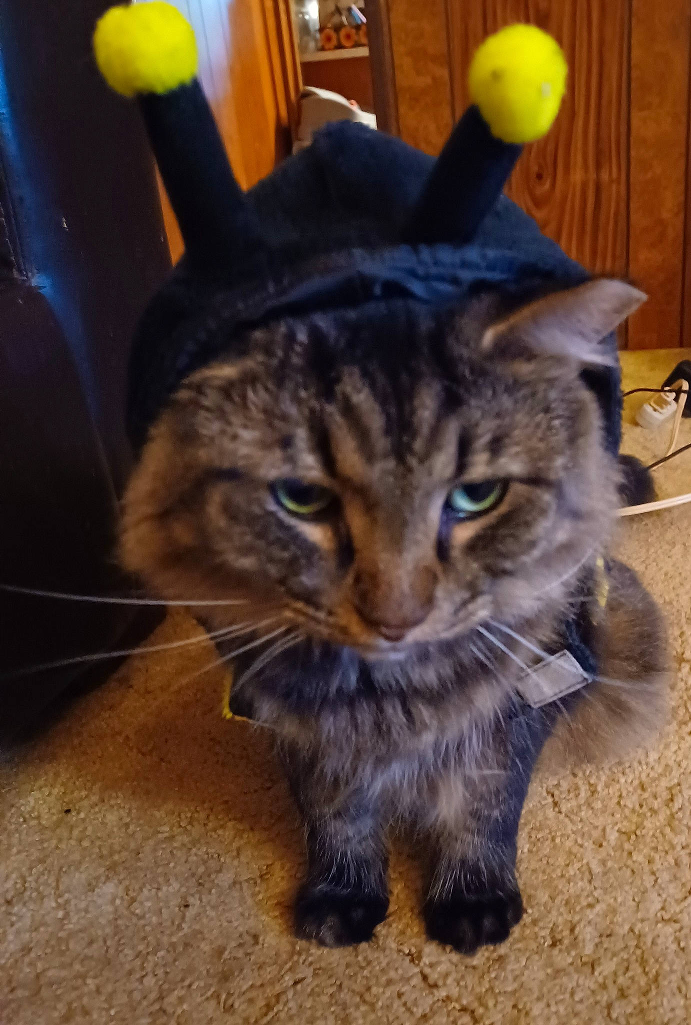 Thomas is registered to the contest to win money with this photo: carnivore, cat, claw, domestic_short_haired_cat, electric_blue, felidae, flooring, fur, paw, sitting, small_to_medium_sized_cats, tail, terrestrial_animal, whiskers, window