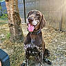 dog, canine, pet, outdoor, sunlight, tree, fence, grass, happy, tongue_out, sitting, brown, white_spots, collar, nature, animal, summer, daylight, playful, friendly