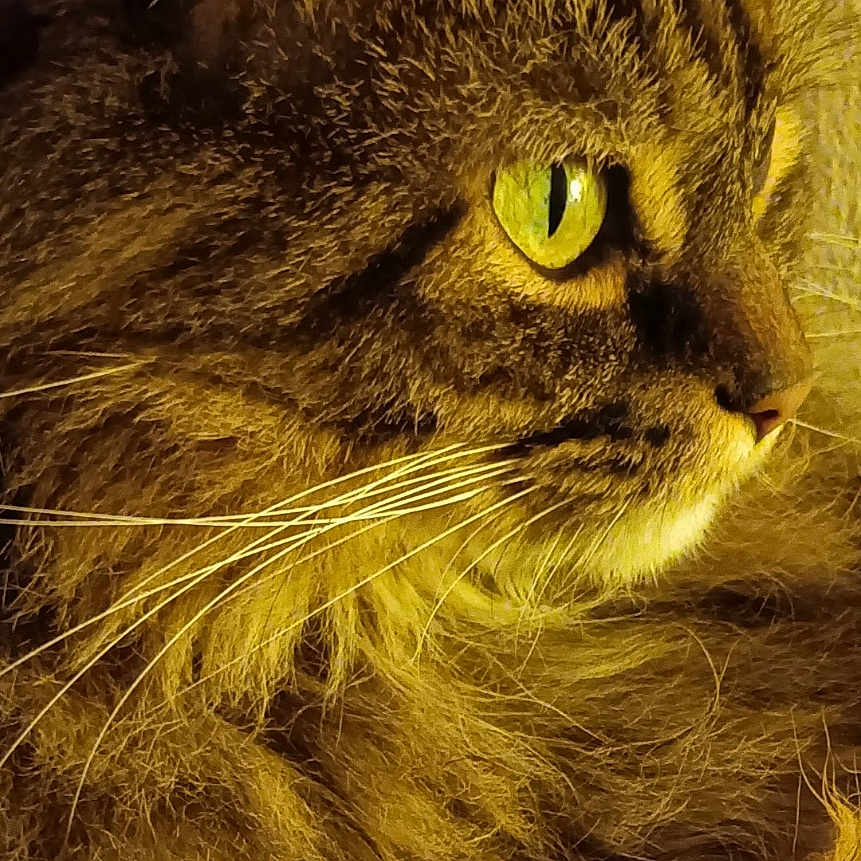 Gaïa a rejoint le concours — aidez-le/la à gagner de superbes lots ! abyssinian, angora, animal, blackcat, brasssection, cat, horn, kitten, manx, musicalinstrument, pet, snout