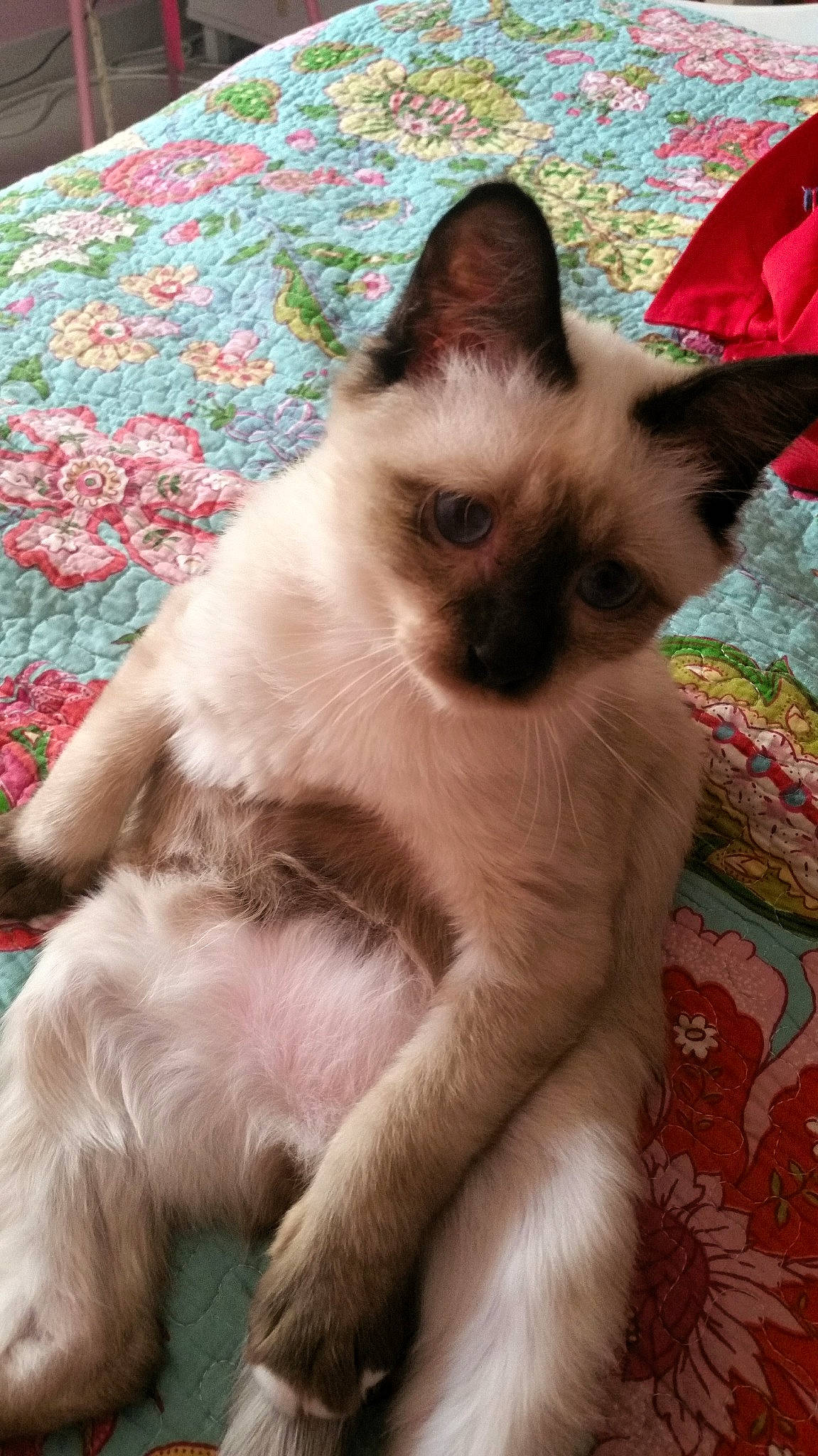 Pompom participe au concours pour gagner de l'argent avec cette photo : balinese, birman, burmese, carnivore, cat, colorpoint_shorthair, fawn, felidae, himalayan, javanese, kitten, mammal, ragdoll, siamese, small_to_medium_sized_cats, snowshoe, thai, tonkinese, vertebrate, whiskers