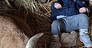 Victoria participe au concours pour gagner de l'argent avec cette photo : baby, goat, animal, barn, hay, child, curious, horns, rustic, farm, livestock, clothing, jacket, footwear, indoor, person, resting, nature, interaction, young