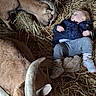 baby, goat, animal, barn, hay, child, curious, horns, rustic, farm, livestock, clothing, jacket, footwear, indoor, person, resting, nature, interaction, young
