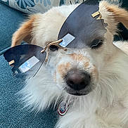 Teddy joined the competition — help win amazing prizes! dog, white_fur, brown_patches, sunglasses, reflection, close_up, pet, collar, tag, captain_america, indoor, blue_surface, fluffy, cute, relaxed, portrait, animal, accessory, face, nose